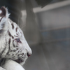 東武動物園にて4