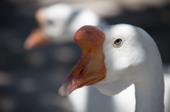 東武動物園にて6