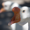 東武動物園にて6