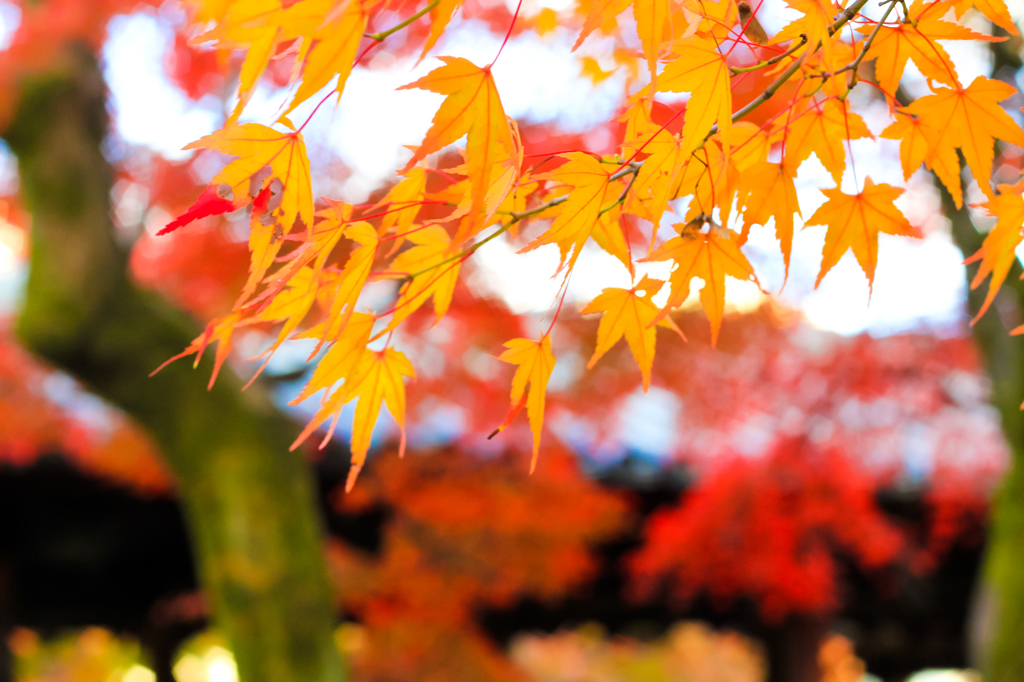 古都の紅葉2