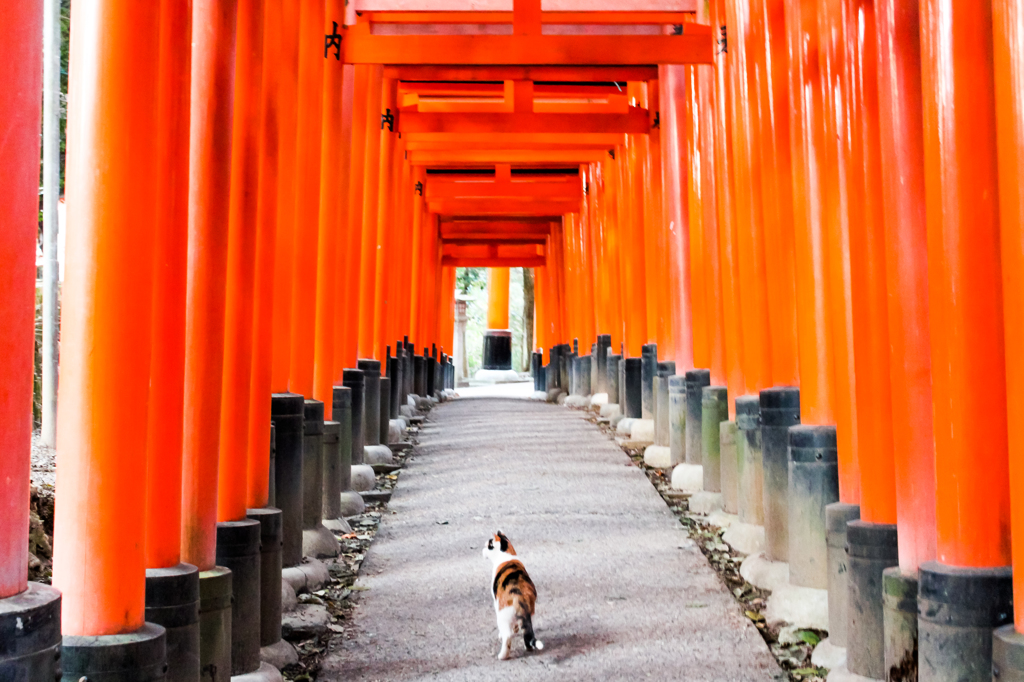 迷い猫