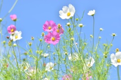秋桜