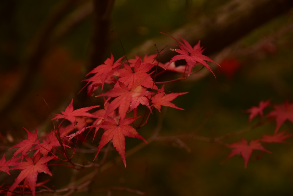 紅葉