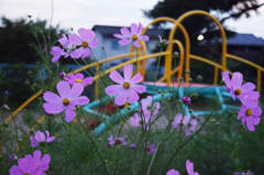 公園と秋桜