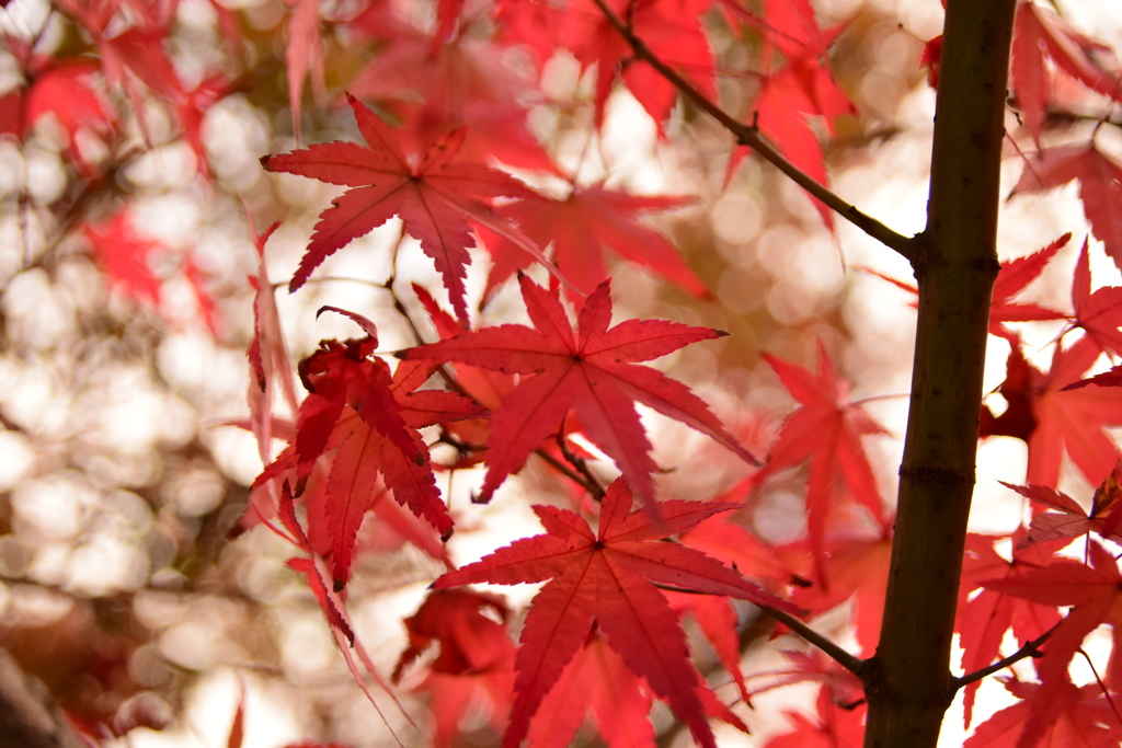 紅葉