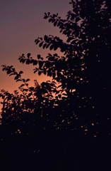 夕焼け
