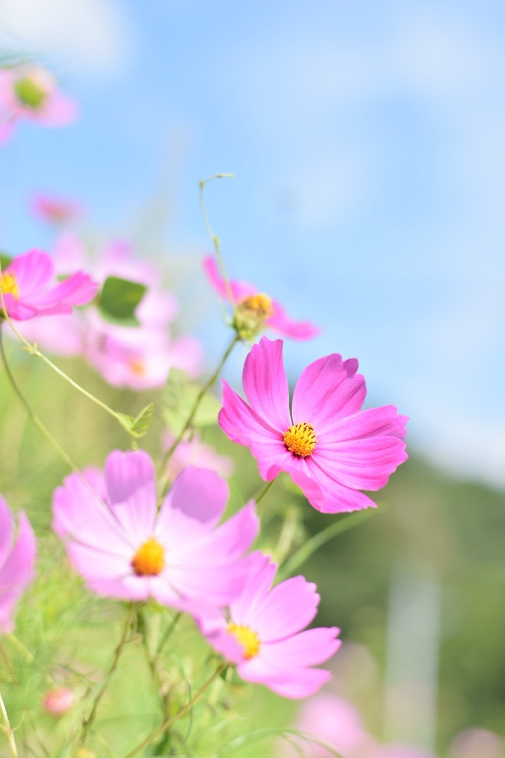 秋桜