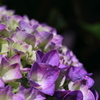 紫陽花ドーム