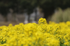 前ボケ～菜の花～