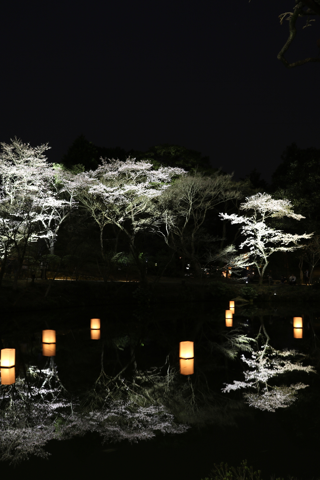 夜桜
