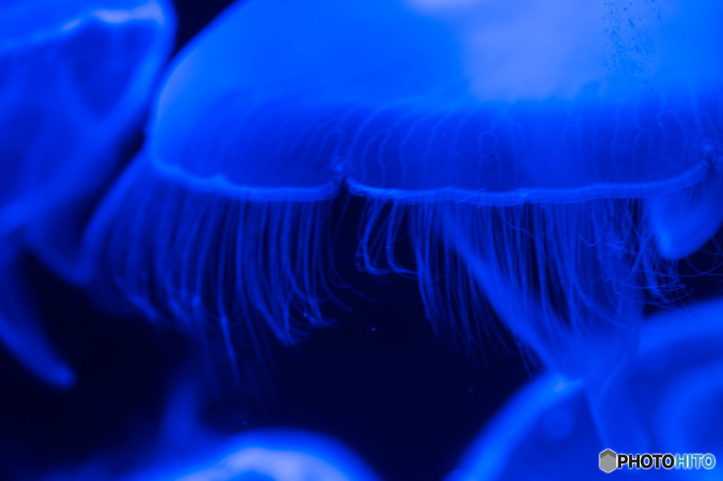 jellyfish