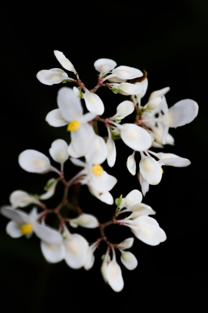 華美