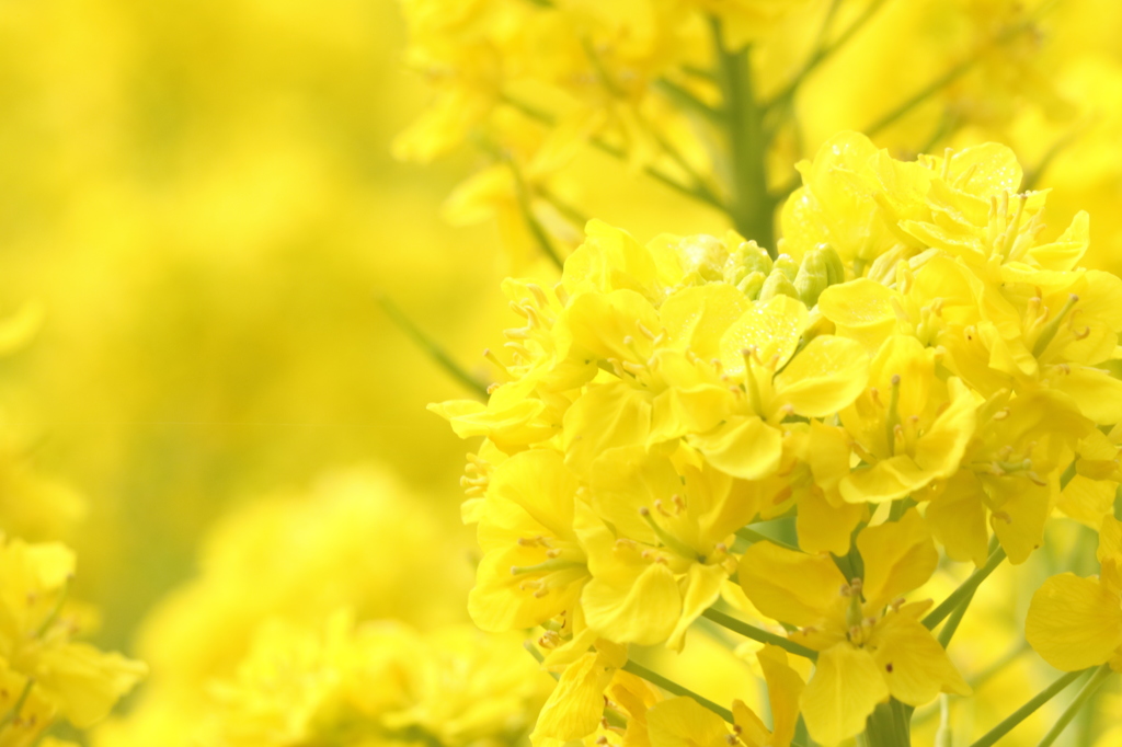 さわやかな菜の花