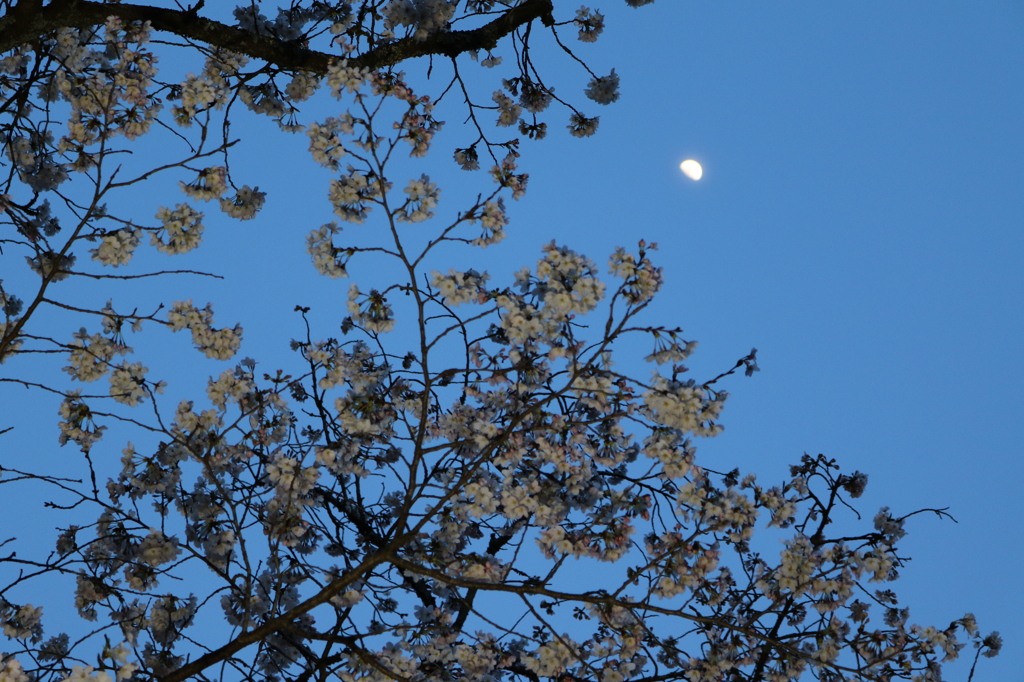 桜月