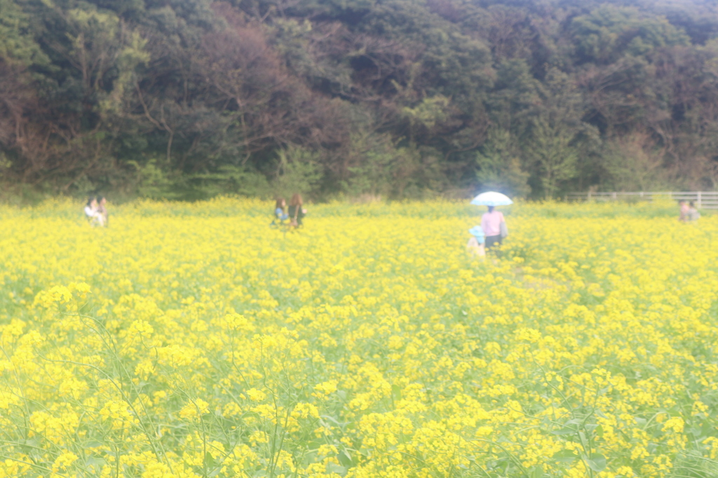 イメージは「野に咲く～はなのように～」