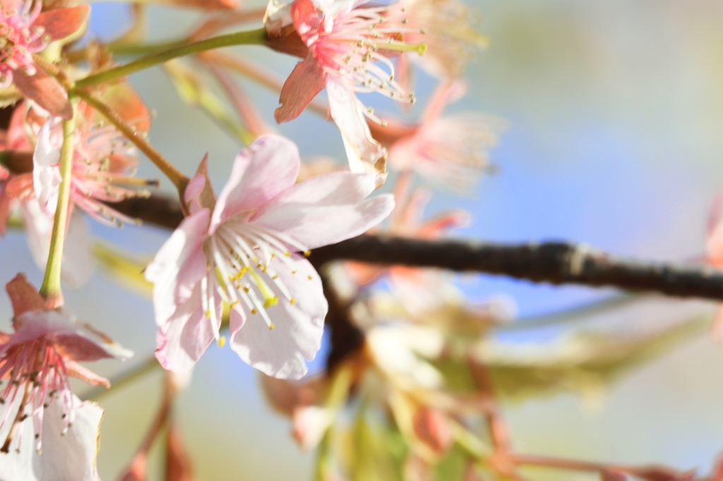 桜も咲いたよ