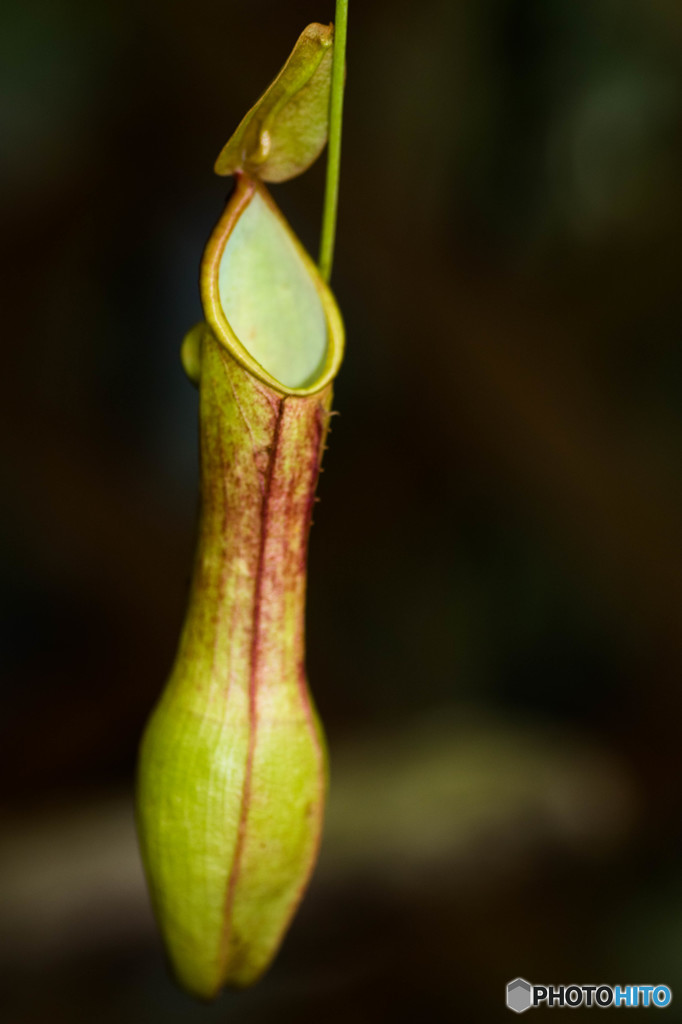 引きこもらーにはもってこい