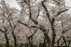 Dancing Sakura Tree