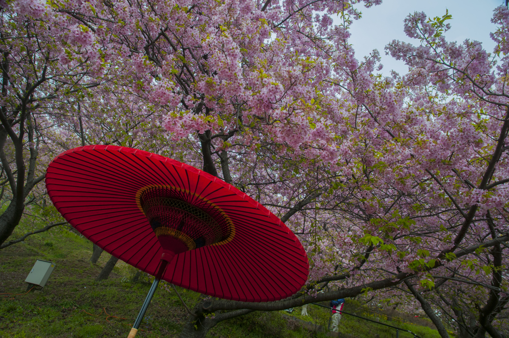 Sakura in Matsuda Town
