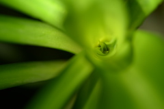 幸福の木の新芽