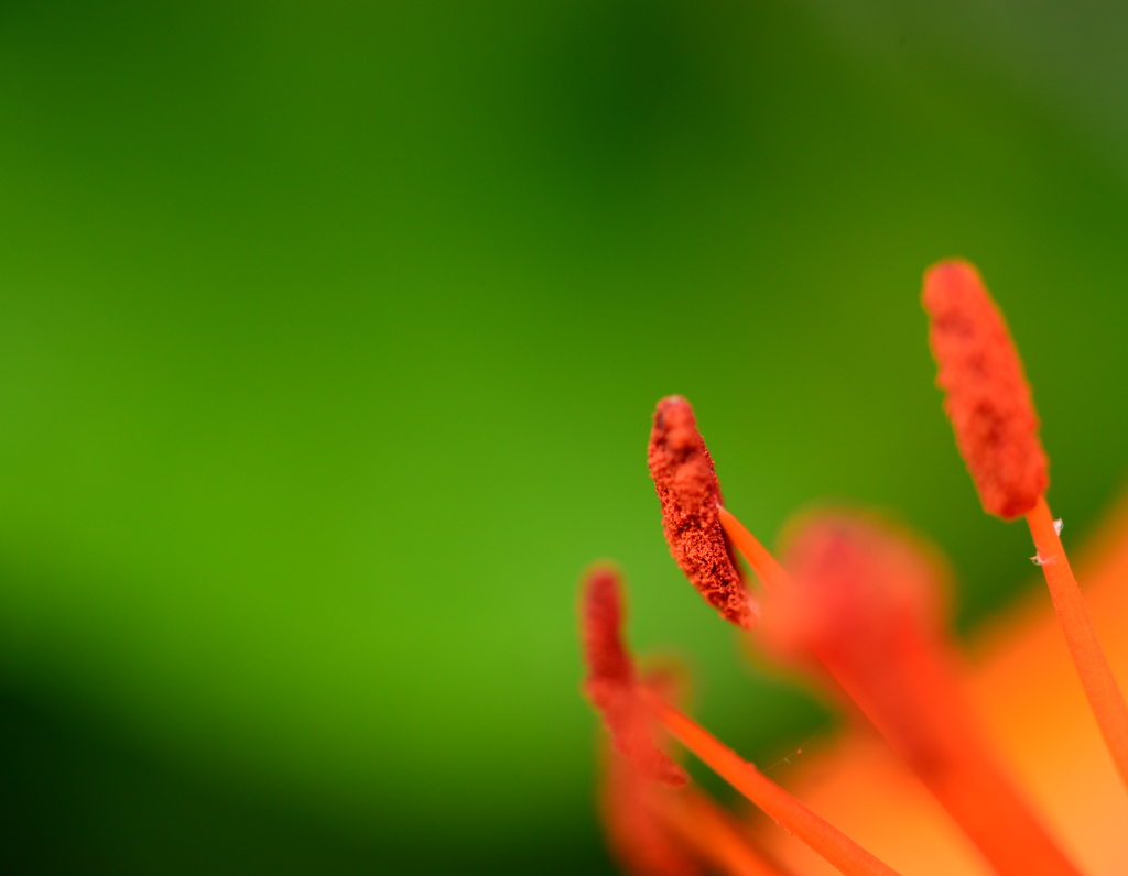 花粉