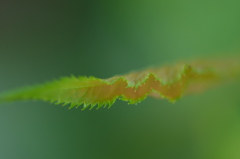 葉