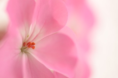 開花