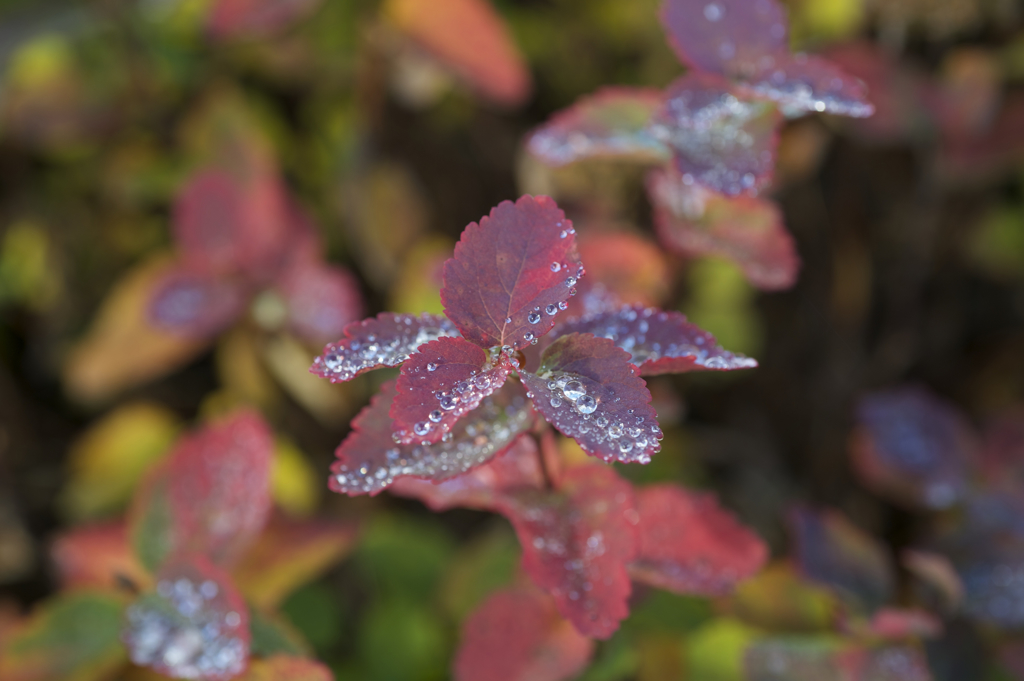 a drop of water