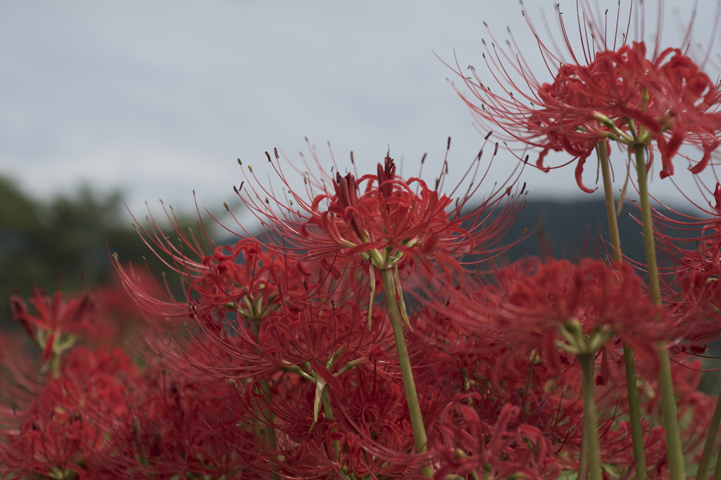 cluster‐amaryllis