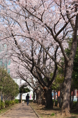 桜並木の下で