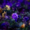 お花