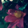 お花
