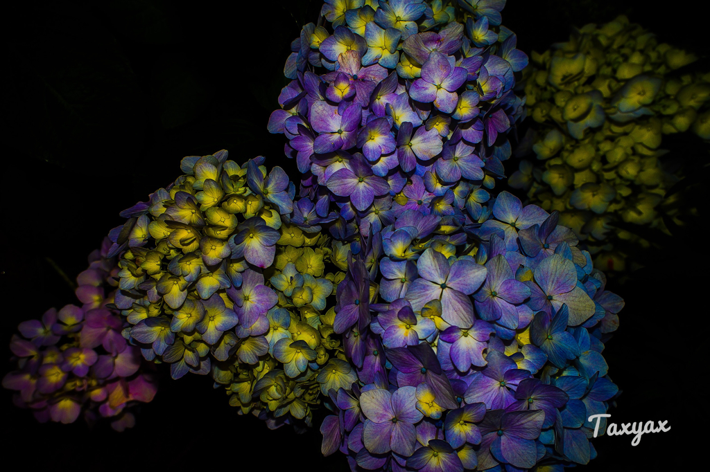 官能的な紫陽花