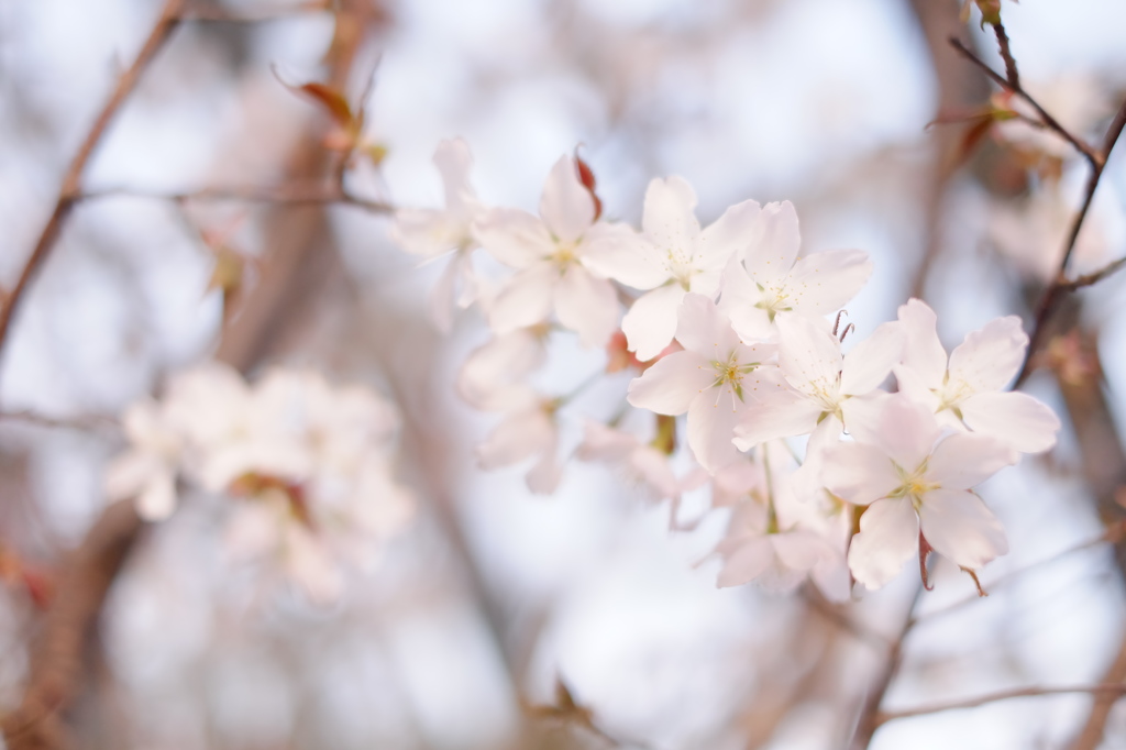 桜咲く