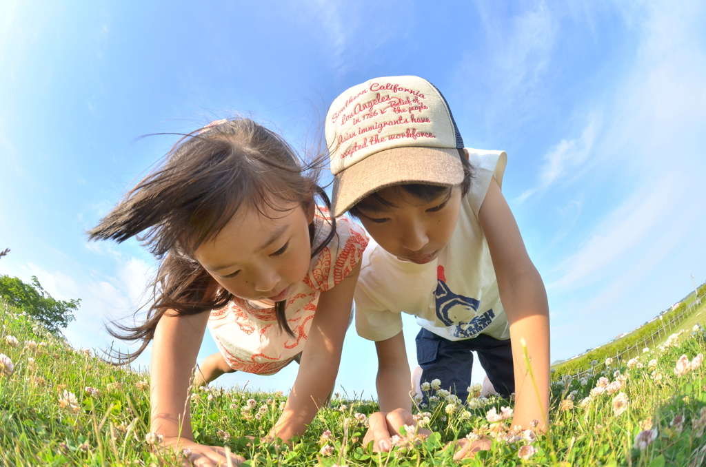 四つ葉さがし