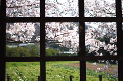 格子の向こうの桜
