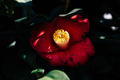 DSCF0971
