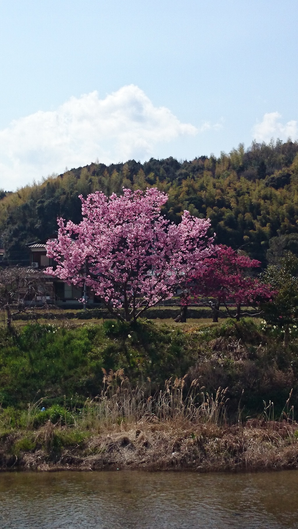 綺麗だったから思わずパシャリ　なんの花木なんだろう