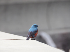 吉野川河口のルリビタキ