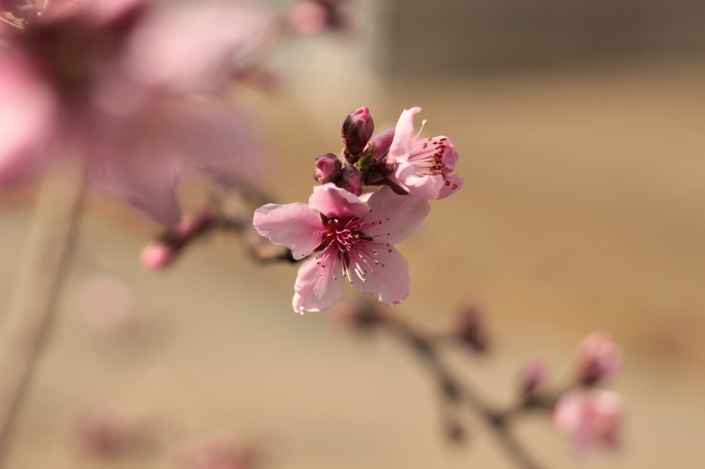 開花