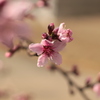 開花