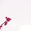 春