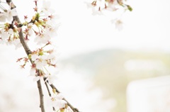 sakura