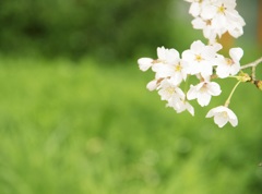 sakura