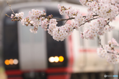 桜×名鉄