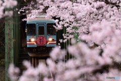 日当駅の春