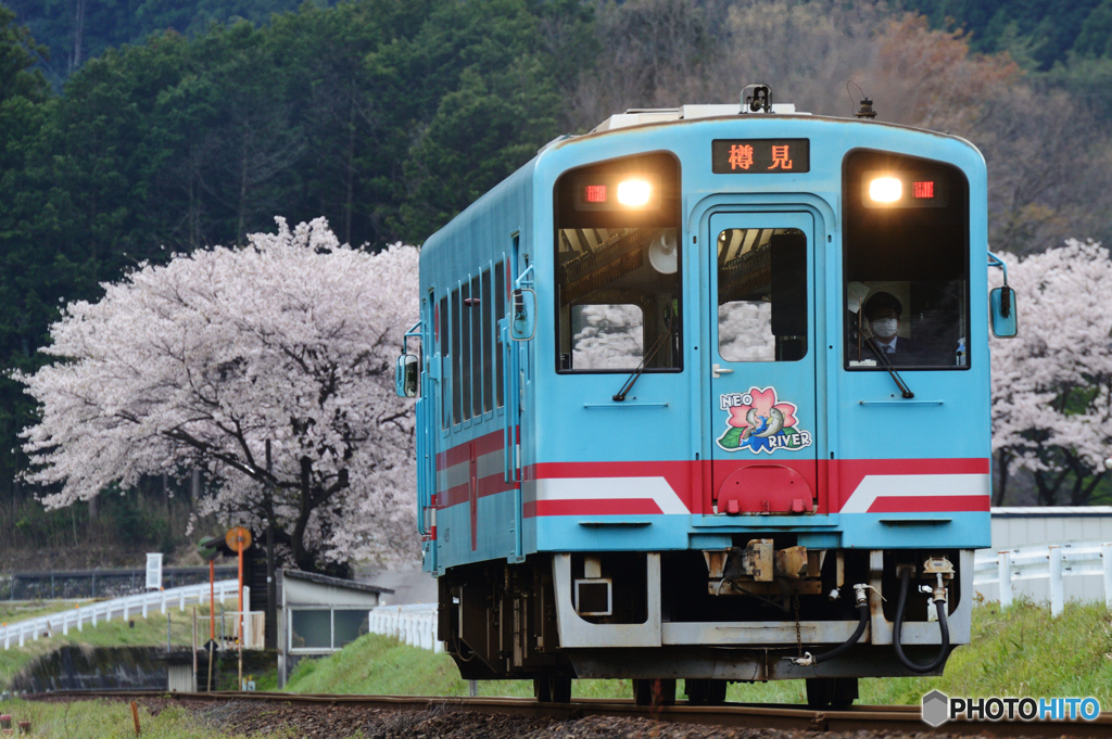 満開の樽見鉄道
