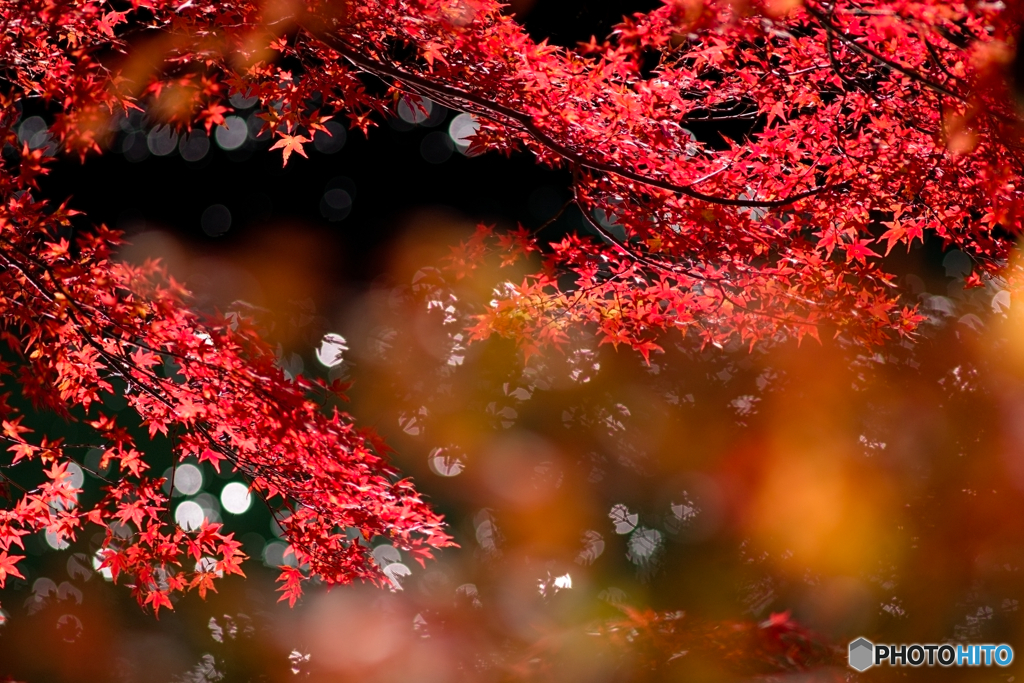 キラキラ紅葉