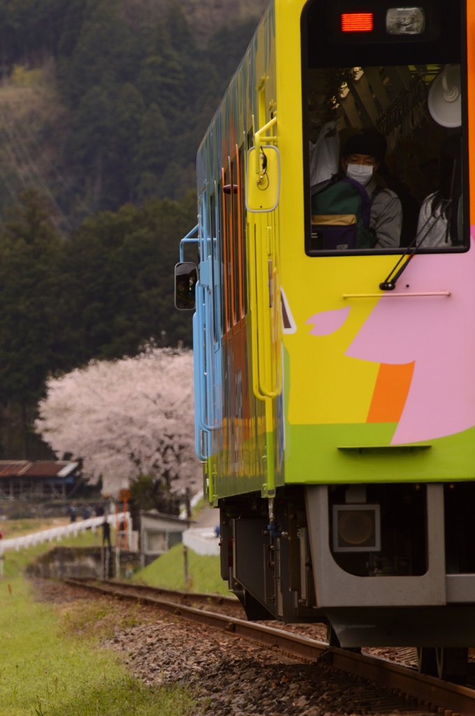 満員満開の樽見鉄道