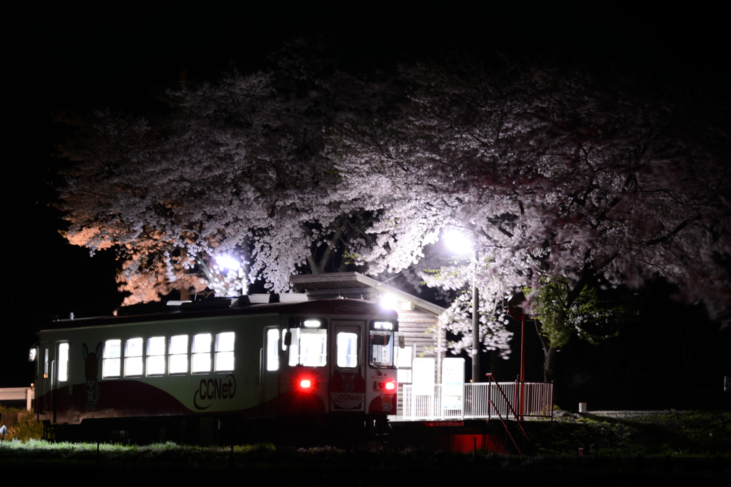 夜桜